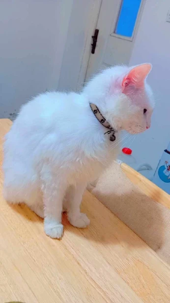 Chat angora turc