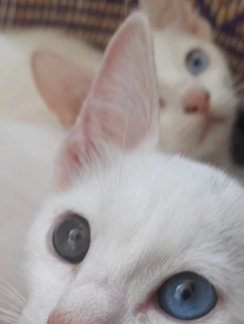 Chaton ANGORA