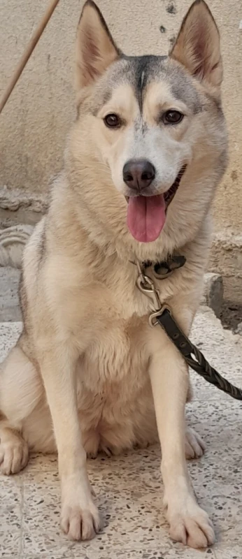 Une chien husky à vendre