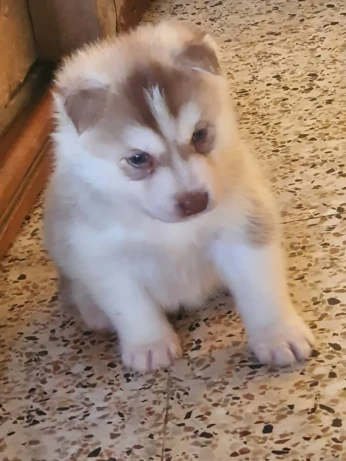 Chiot husky