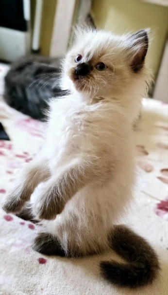 Chaton persane x siamoi