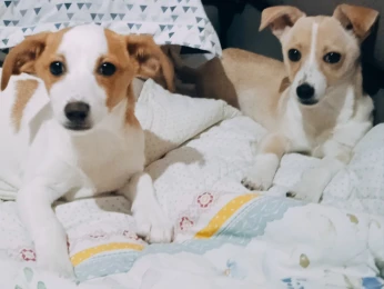 Chien Jack Russell