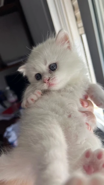 Chat