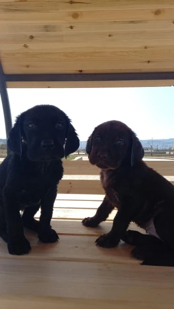 Labrador