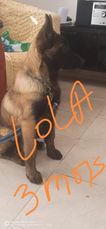 Chienne de race berger malinois
