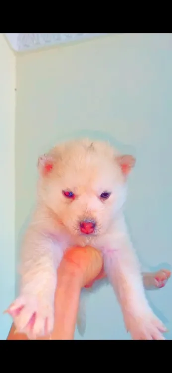 husky sibérien 35 jour