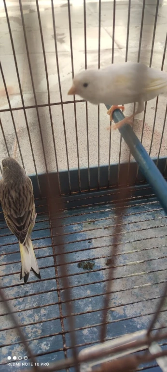 Canari