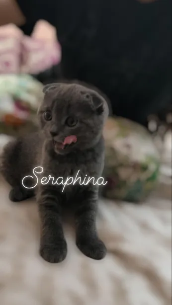 Chat Scottish