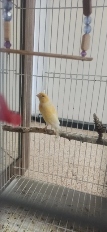 Canari mal