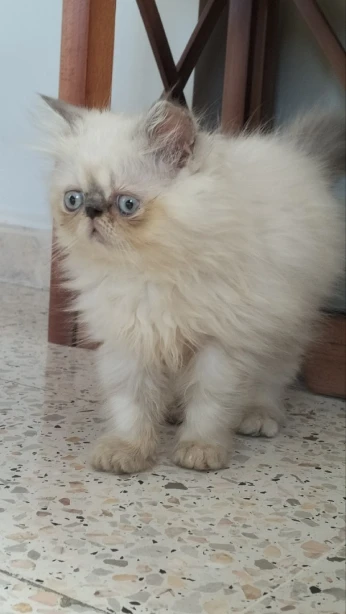 Chat persan