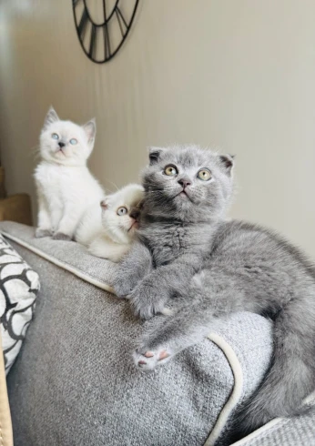 Scottish Fold & British