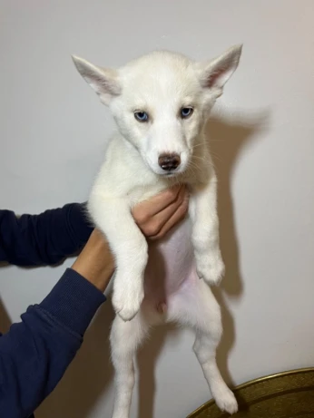 Chiots husky sebirien