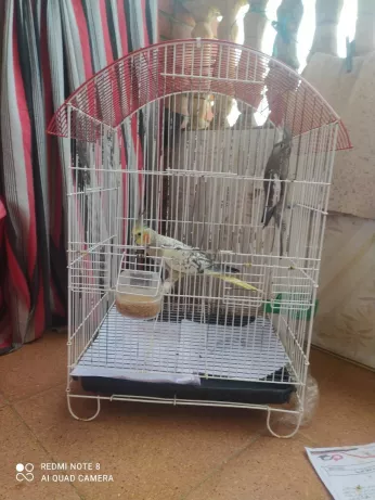 Deux calopsittes avec une grande cage 