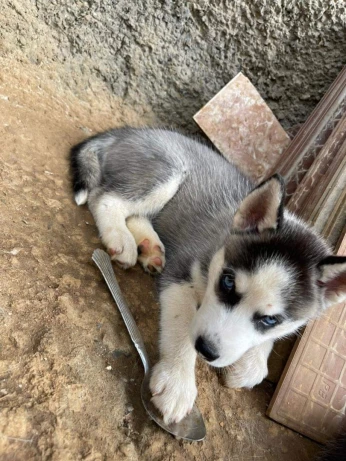Husky sibérien 