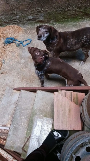 Chien de chasse