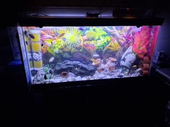 Aquarium avec meuble noire 100x55x25cm production algérienne