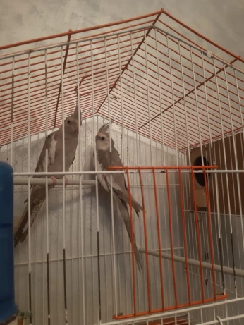 Couple Calopsit adulte avec cage