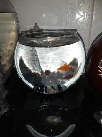 Aquarium Bocal vide 4 modèles