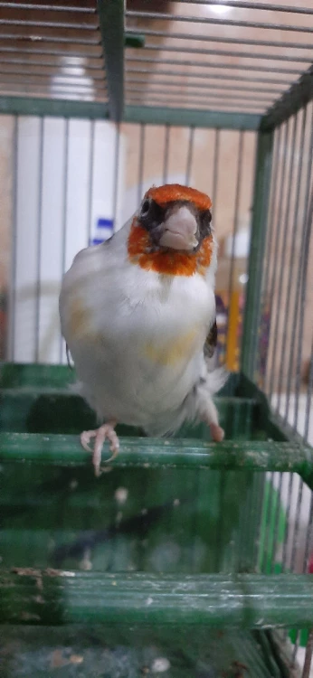 Male Chardoneret mutation eumo 2024 piéd coupé