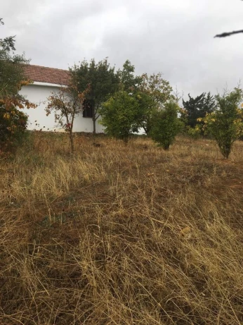 Vente Terrain Medea Medea