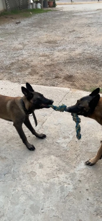 Chien malinois مالينوا