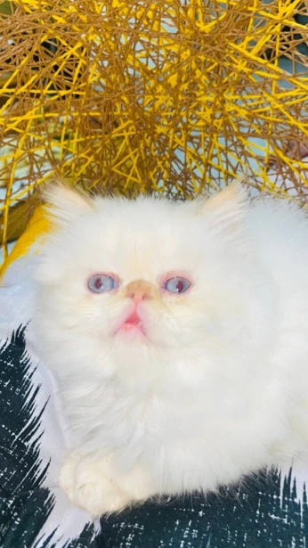 Piki face red point