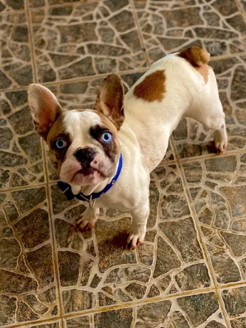 Chien Bulldog français كلب بولذوغ فرنسي