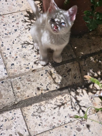 Persan x chat nrml