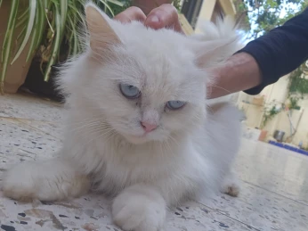 Chat persan femelle