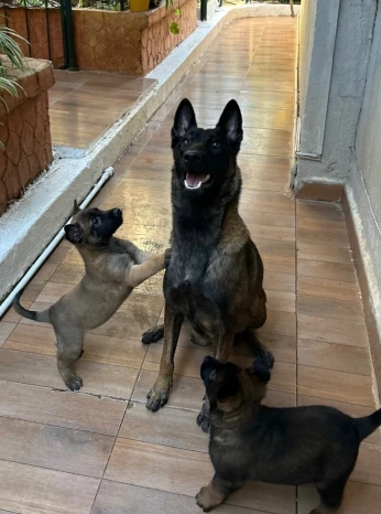 Chiot malinois pure race