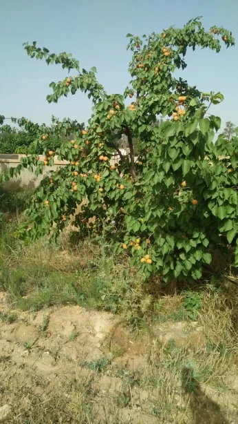 Vente Terrain Djelfa Benhar
