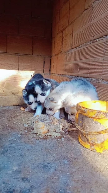 Vente des chiots