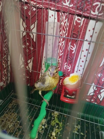 ميلي سورن موزنبيق