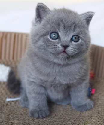 British short hair et scottish fold