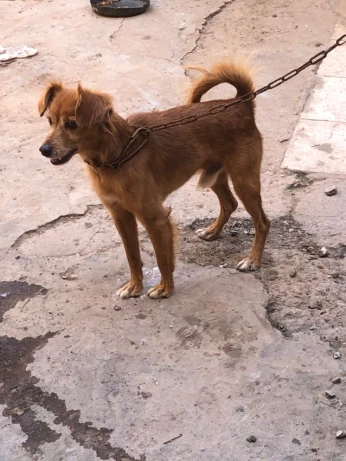 Chiwawa