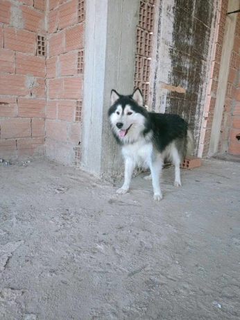 Couple husky malamute
