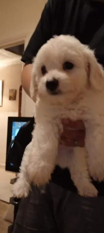 Caniche bichon malte l'âge 1mois