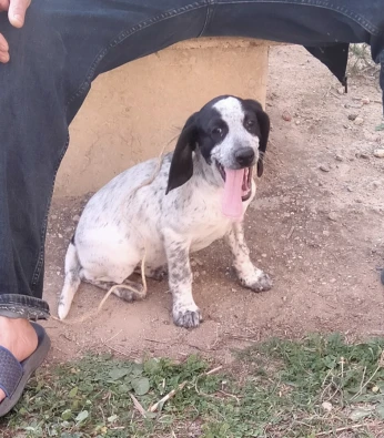 Femel chien de chasse Barack allemand