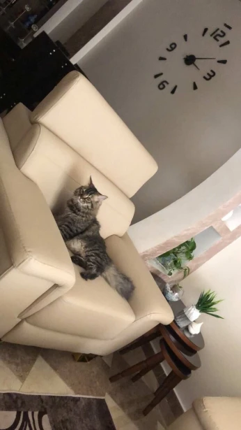قطط للبيع