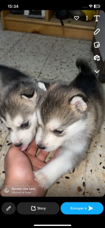 Chiots husky a vendre