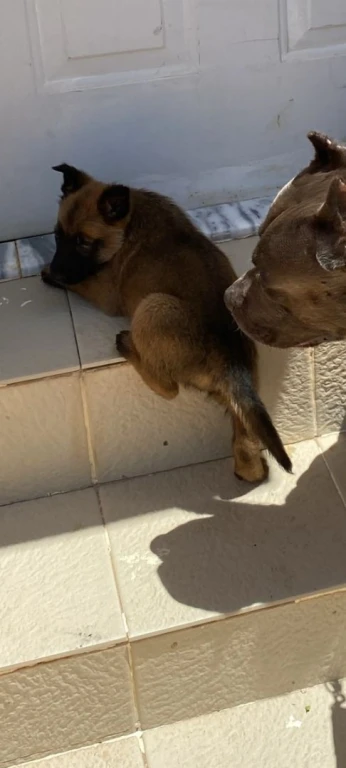 Chiot malinois