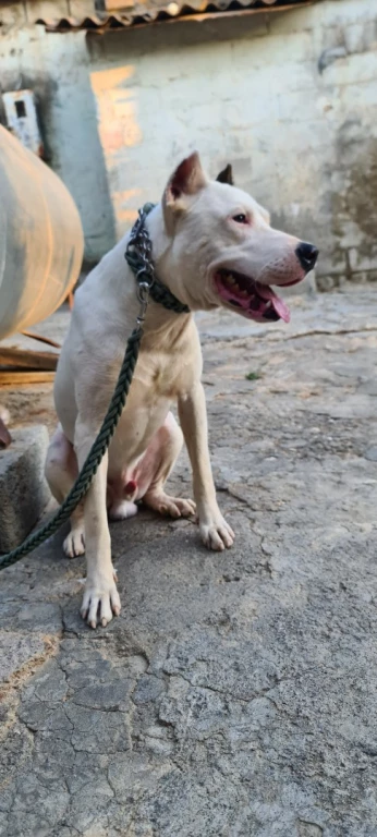 Dog Argentine