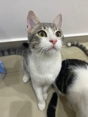 Cats for adoption