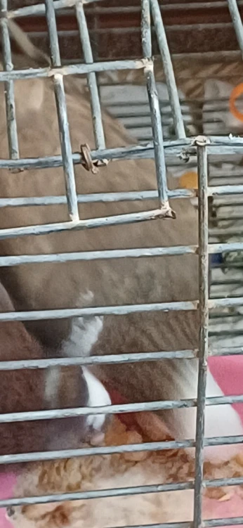 Pigeons satiné