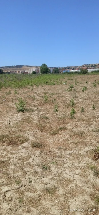 Vente Terrain Tipaza Sidi rached