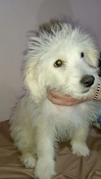 Bichon 