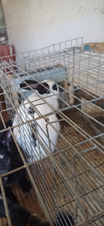 Lapins à vendre