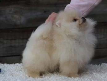Spitz pomeranian