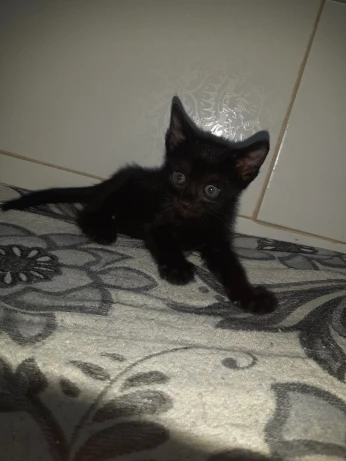 Chat angora noir 2,5 mois mâle