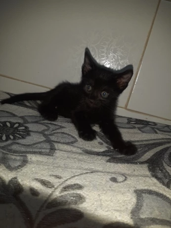 Donne chat angora noir 2,5 mois avec conditions